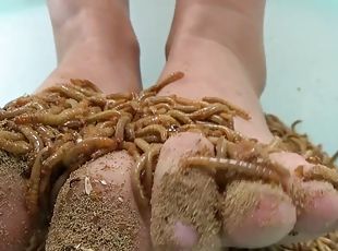 Insect insertion porn